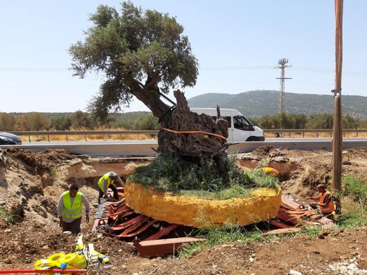 الرامة تحتفل بنقل شجرتين من عهد السيد المسيح إلى مكان خاص وسياحي