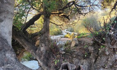 الفَرَّاضِيَّة بلد الينابيع والشلالات والزيتون