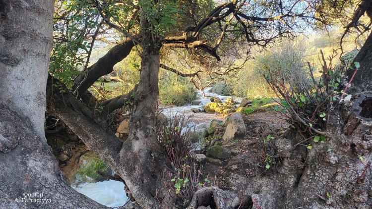 الفَرَّاضِيَّة بلد الينابيع والشلالات والزيتون