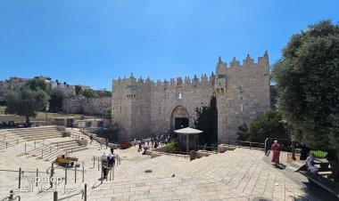 زيتونات أسوار القدس شاهد على تاريخ عريق