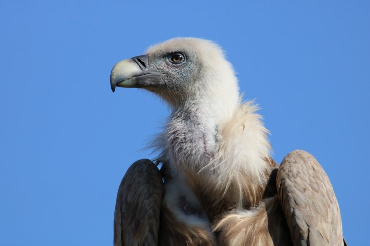 سلطة الطبيعة والحدائق تحتفل بشهر النسور لحمايتها من الانقراض