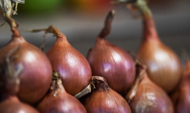 تخزين البصل بشكل صحيح لتجنب التلف والحفاظ على نكهته الطازجة