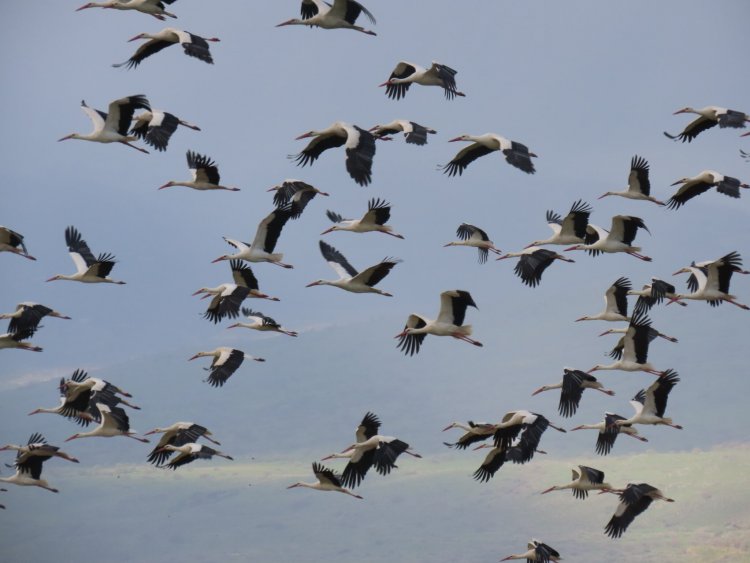 وصول أول مجموعة من طيور اللقلق لمحمية الحولة في رحلة عودتها لموطنها