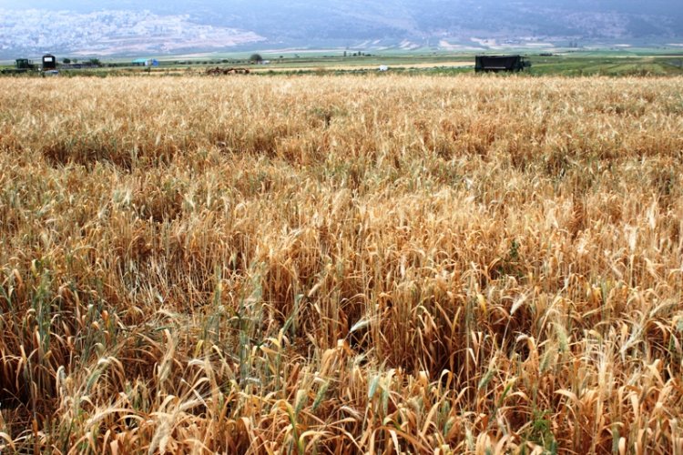 أعمدة الدخان تغطي سماء سهل البطوف مع انطلاق موسم الفريكة