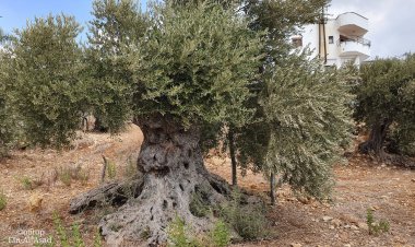 زيت الزيتون خير وسيلة للعناية بالبشرة وتعزيز الصحة العامة