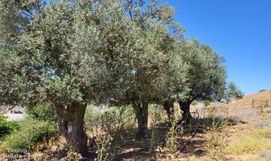 الكنز في ملكوت الله، في أرض الله، هو أنا- متى ١٣: ٤٤-٤٦