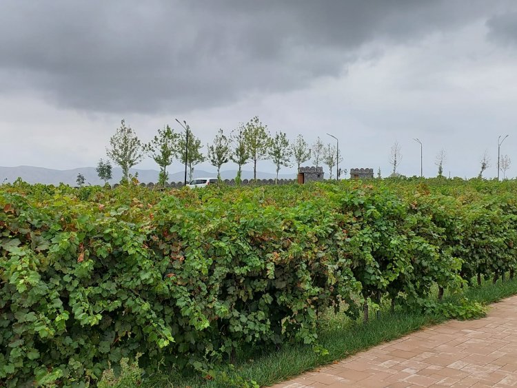 هَكذا يَصيرُ الآخِرونَ أَوَّلين والأَوَّلونَ آخِرين - متى ٢٠: ١-١٦