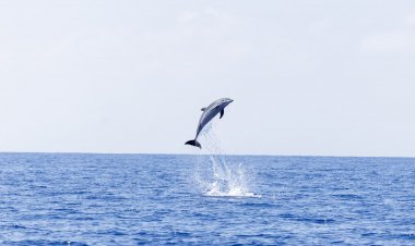 باحثون يوثقون حركة مجموعة من الدلافين مقابل شواطيء حيفا