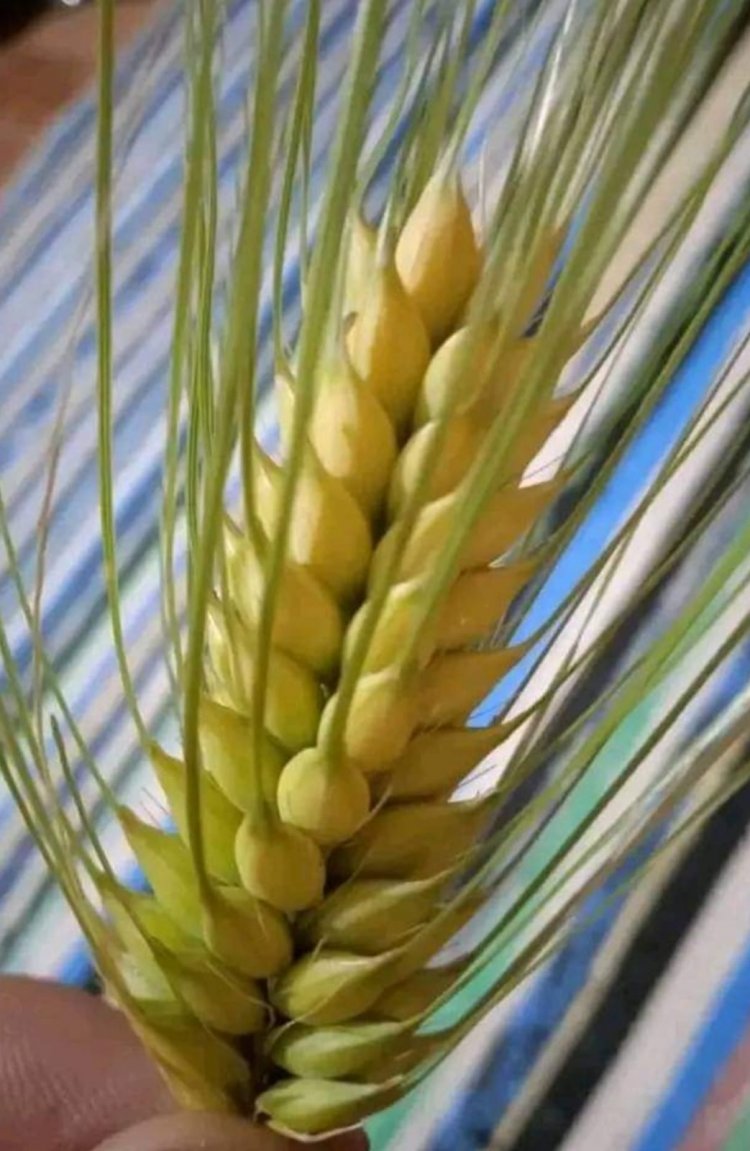 إِنَّ ابنَ الإِنسانِ سَيِّدُ السَّبت - لوقا ٦: ١-٥