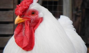 الجمع بين الدجاج والبيض أفضل استراتيجية غذائية لبناء العضلات