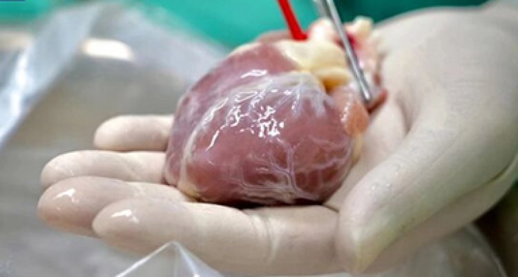 ضعف أداء القلب تكشفه 7 علامات مبكرة يجدر الانتباه لها